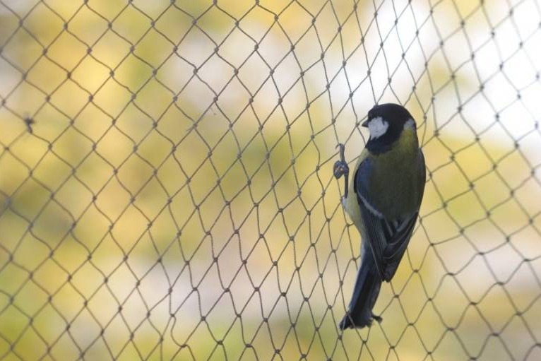 sparrow-protection-nets