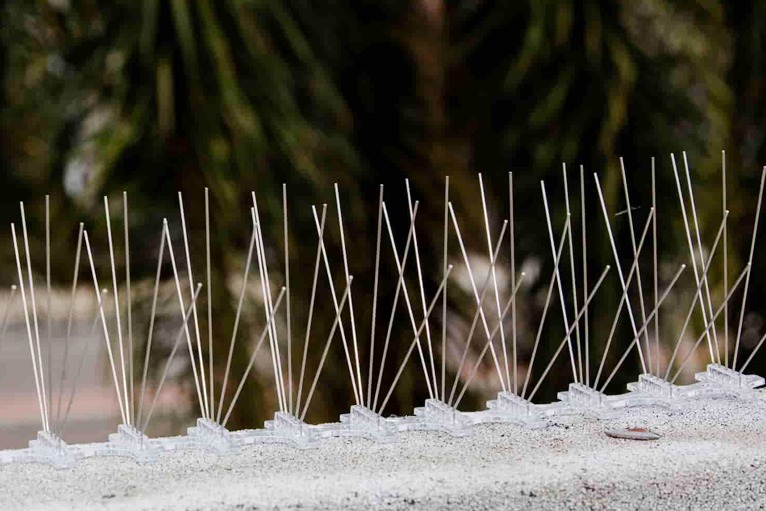 bird-spikes